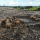 An aerial shot of wild elephants scavenging for food at an open landfill. Birds circle above.